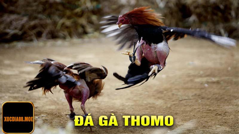 Đá gà thomo