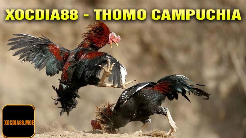 Xocdia88 Và Sự Hợp Tác Với Thomo Campuchia