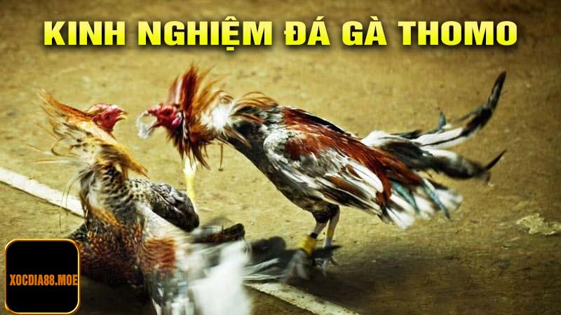 Kinh nghiệm đá gà thomo